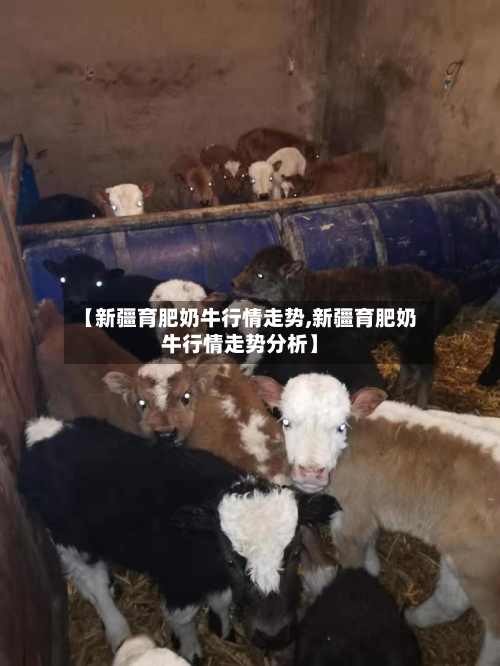【新疆育肥奶牛行情走势,新疆育肥奶牛行情走势分析】-第2张图片
