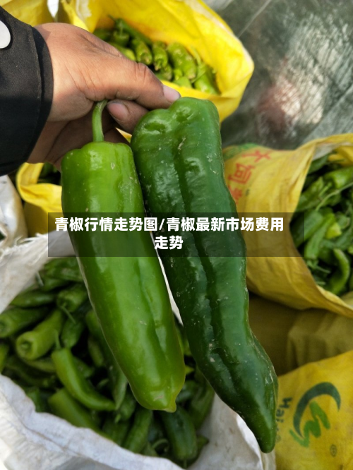 青椒行情走势图/青椒最新市场费用走势-第3张图片