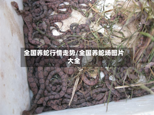 全国养蛇行情走势/全国养蛇场图片大全-第3张图片