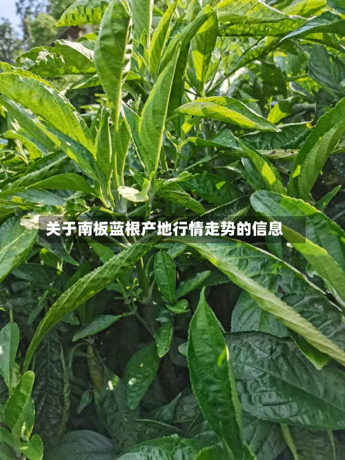 关于南板蓝根产地行情走势的信息-第2张图片