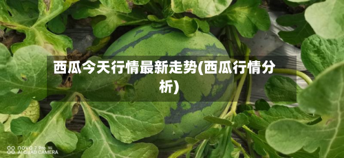 西瓜今天行情最新走势(西瓜行情分析)-第2张图片