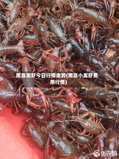南昌龙虾今日行情走势(南昌小龙虾费用行情)