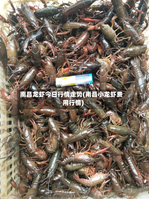南昌龙虾今日行情走势(南昌小龙虾费用行情)-第3张图片