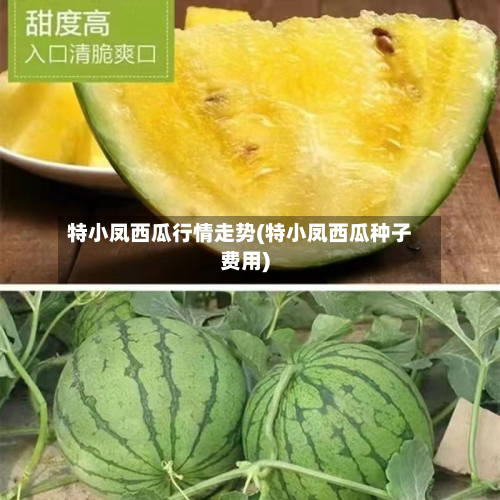 特小凤西瓜行情走势(特小凤西瓜种子费用)-第3张图片