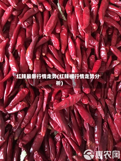红辣最新行情走势(红辣椒行情走势分析)-第2张图片