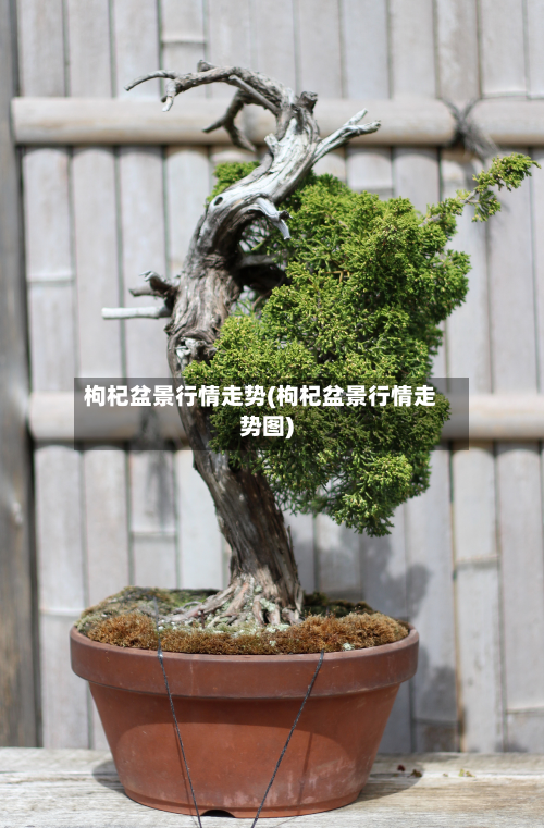 枸杞盆景行情走势(枸杞盆景行情走势图)