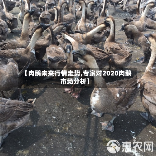 【肉鹅未来行情走势,专家对2020肉鹅市场分析】-第2张图片