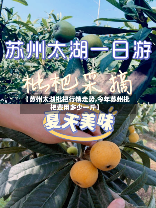 【苏州太湖枇杷行情走势,今年苏州枇杷费用多少一斤】