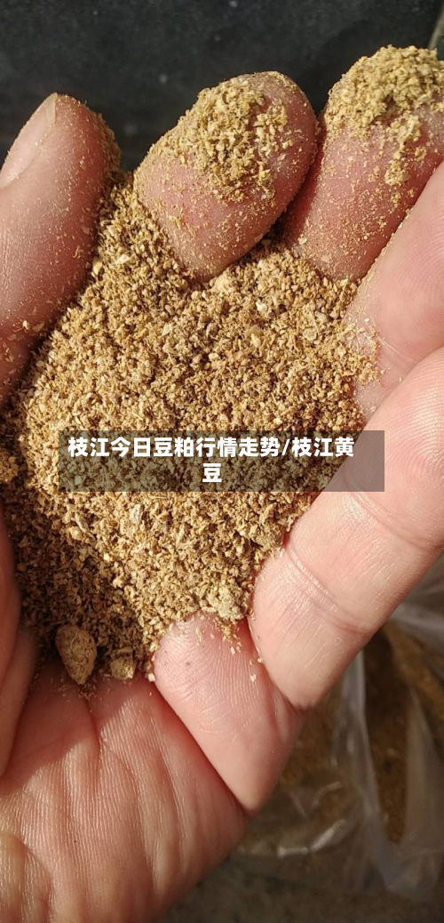 枝江今日豆粕行情走势/枝江黄豆
