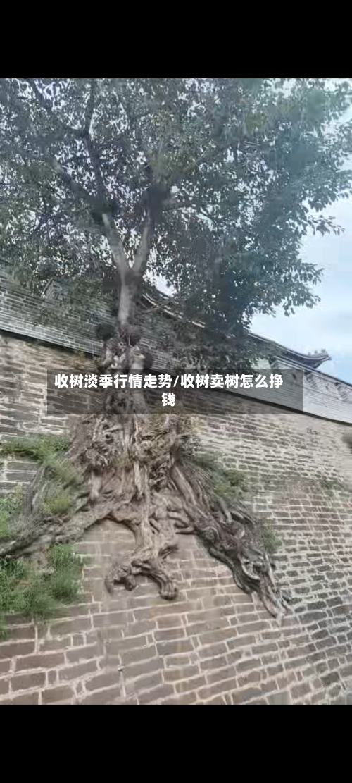 收树淡季行情走势/收树卖树怎么挣钱