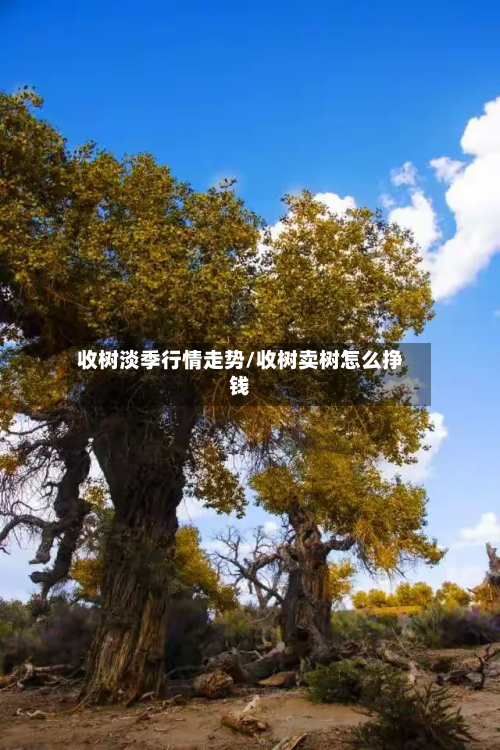 收树淡季行情走势/收树卖树怎么挣钱-第3张图片
