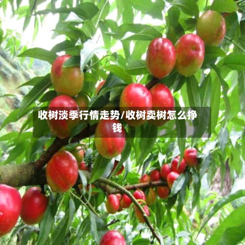 收树淡季行情走势/收树卖树怎么挣钱-第2张图片