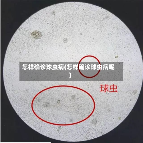 怎样确诊球虫病(怎样确诊球虫病呢)-第2张图片