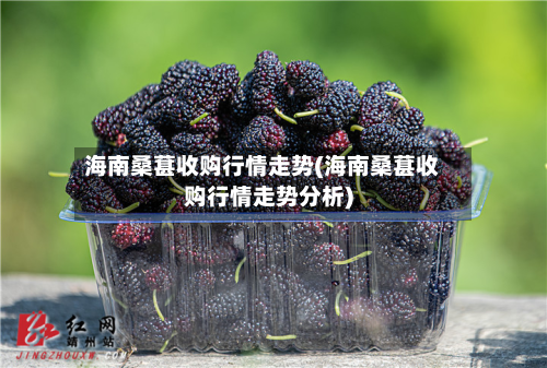 海南桑葚收购行情走势(海南桑葚收购行情走势分析)