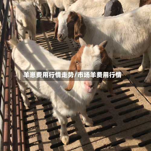 羊崽费用行情走势/市场羊费用行情-第2张图片