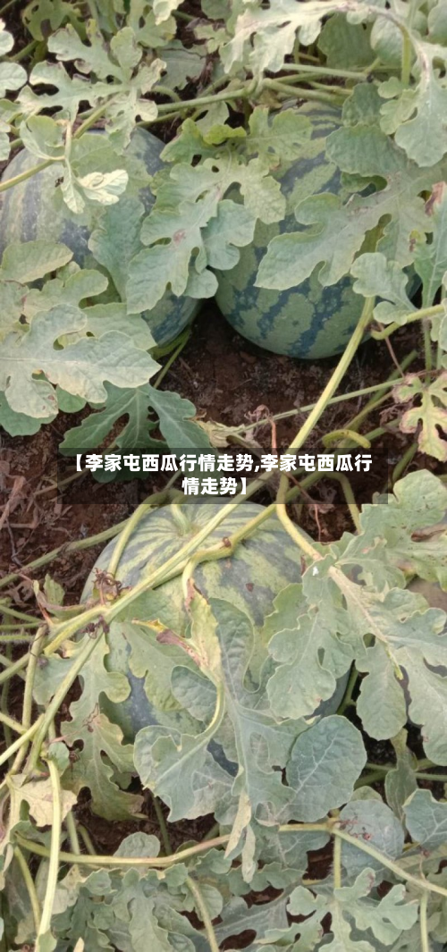 【李家屯西瓜行情走势,李家屯西瓜行情走势】