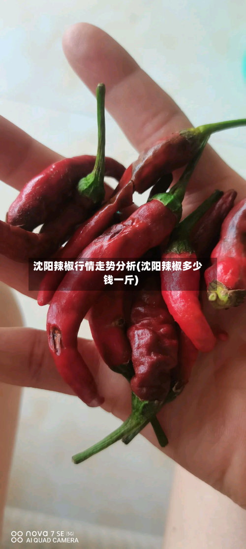沈阳辣椒行情走势分析(沈阳辣椒多少钱一斤)