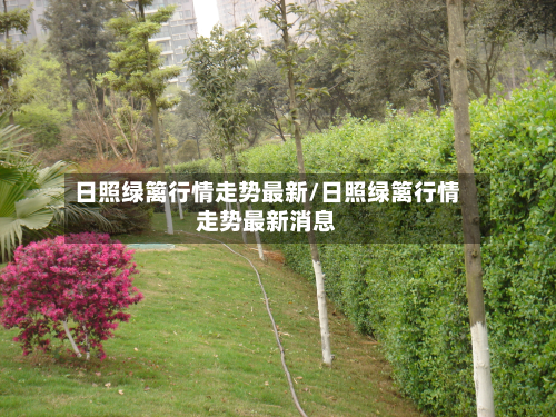 日照绿篱行情走势最新/日照绿篱行情走势最新消息-第3张图片