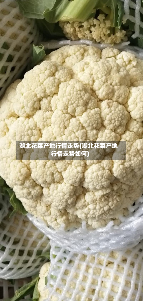 湖北花菜产地行情走势(湖北花菜产地行情走势如何)