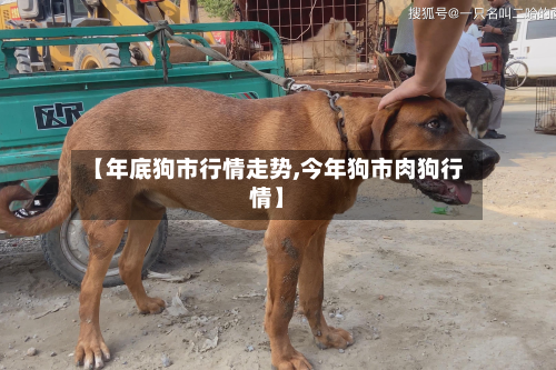 【年底狗市行情走势,今年狗市肉狗行情】