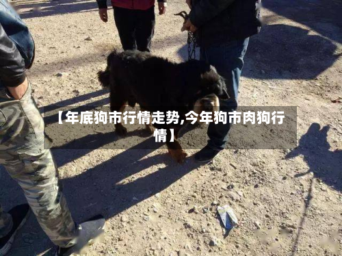 【年底狗市行情走势,今年狗市肉狗行情】-第2张图片