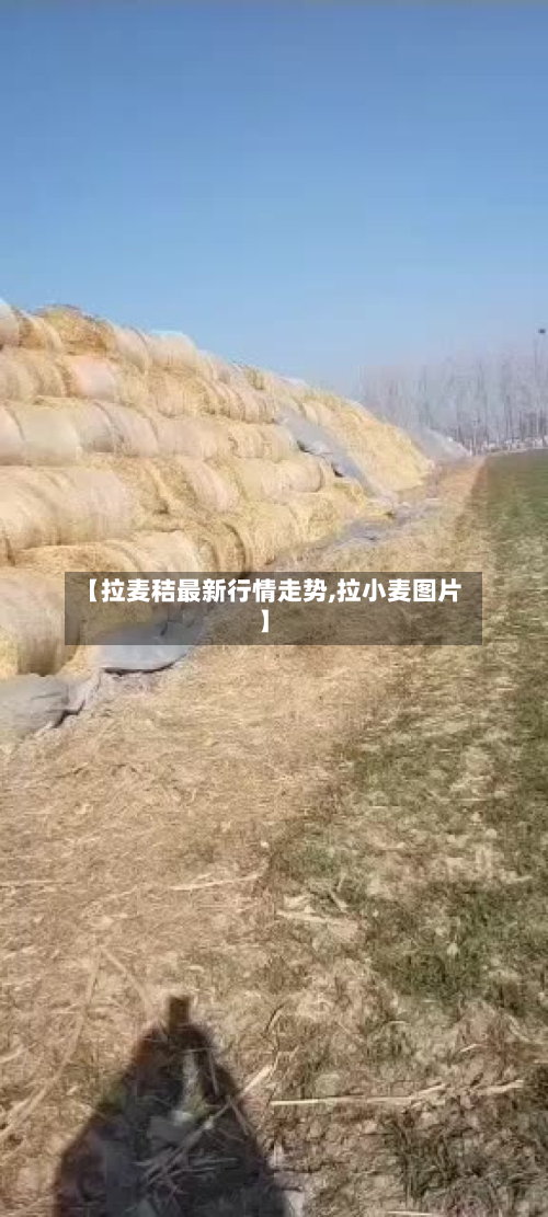 【拉麦秸最新行情走势,拉小麦图片】