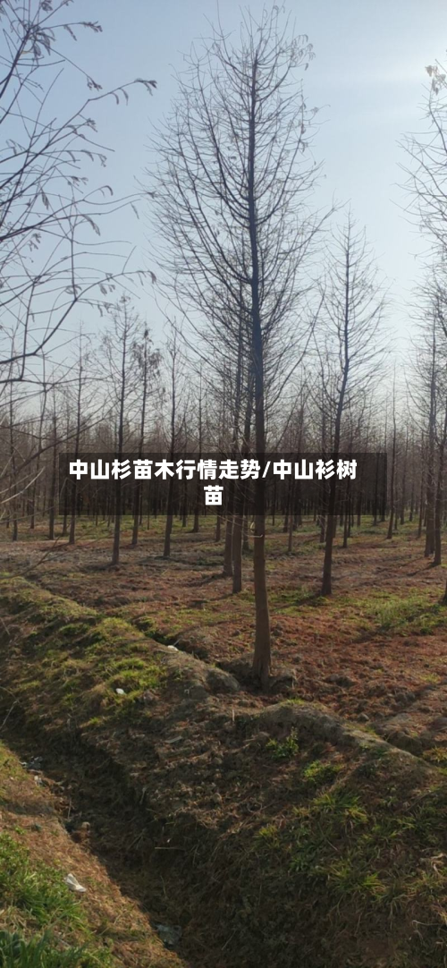 中山杉苗木行情走势/中山衫树苗
