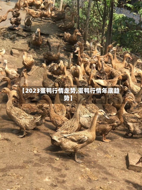 【2023蛋鸭行情走势,蛋鸭行情年底趋势】