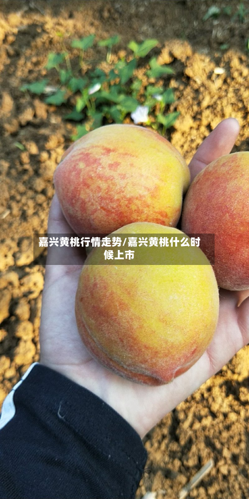 嘉兴黄桃行情走势/嘉兴黄桃什么时候上市