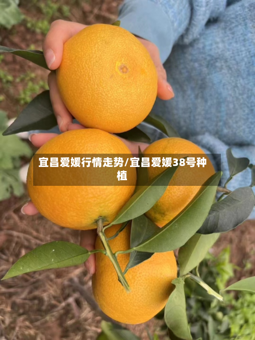 宜昌爱媛行情走势/宜昌爱媛38号种植