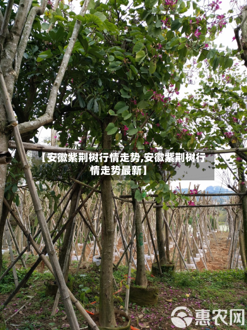 【安徽紫荆树行情走势,安徽紫荆树行情走势最新】