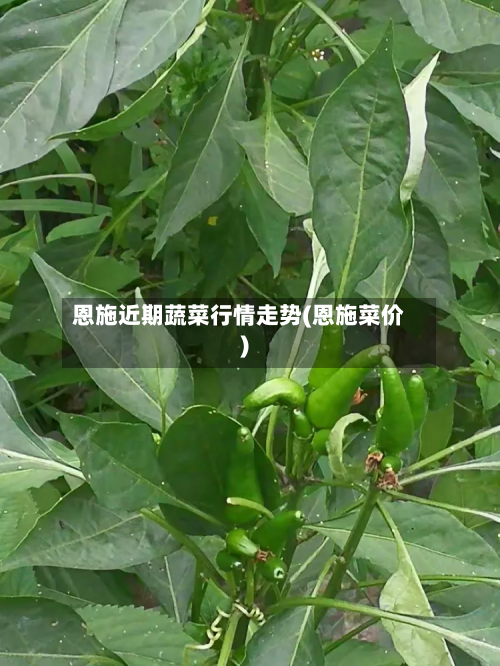 恩施近期蔬菜行情走势(恩施菜价)-第2张图片