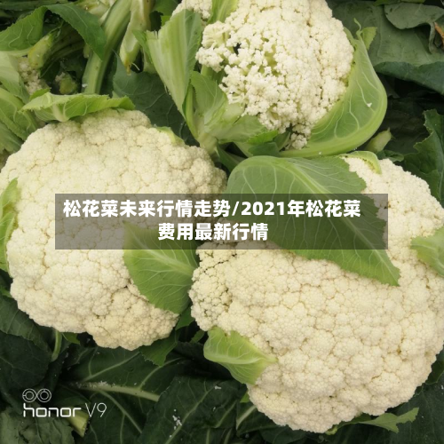 松花菜未来行情走势/2021年松花菜费用最新行情-第2张图片