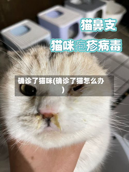 确诊了猫咪(确诊了猫怎么办)