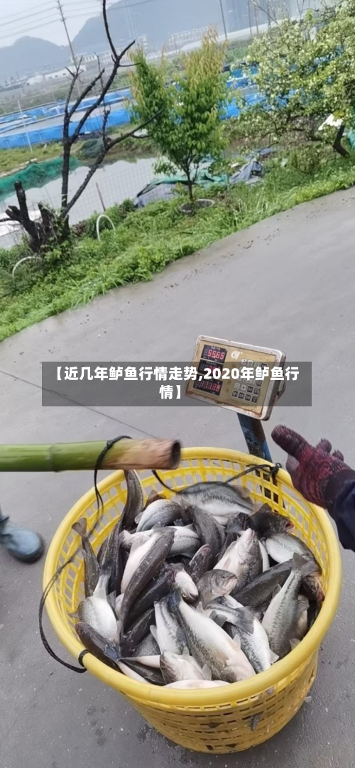 【近几年鲈鱼行情走势,2020年鲈鱼行情】-第3张图片