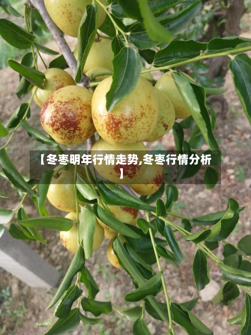 【冬枣明年行情走势,冬枣行情分析】-第3张图片