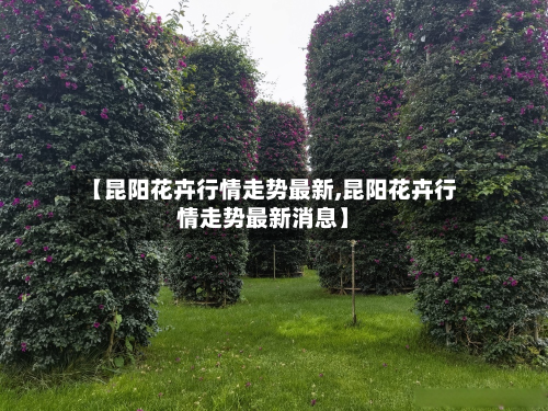 【昆阳花卉行情走势最新,昆阳花卉行情走势最新消息】