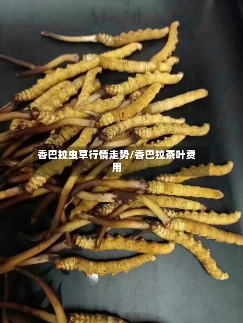香巴拉虫草行情走势/香巴拉茶叶费用