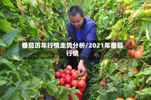 番茄历年行情走势分析/2021年番茄行情-第3张图片