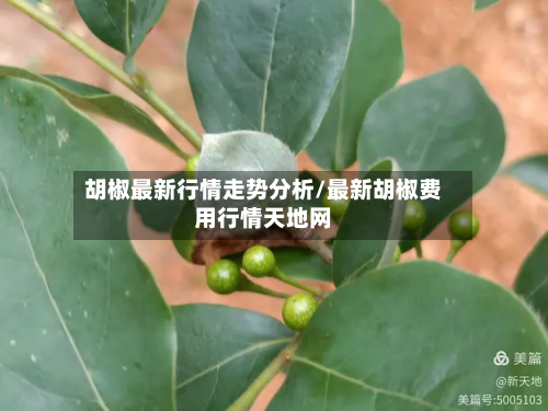 胡椒最新行情走势分析/最新胡椒费用行情天地网