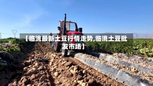 【临洮最新土豆行情走势,临洮土豆批发市场】