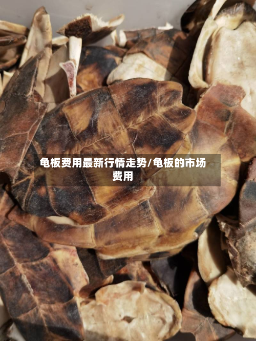 龟板费用最新行情走势/龟板的市场费用