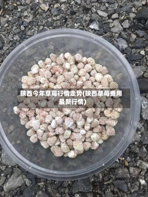 陕西今年草莓行情走势(陕西草莓费用最新行情)-第2张图片