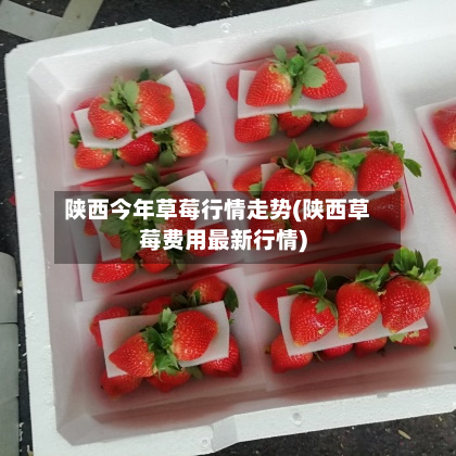 陕西今年草莓行情走势(陕西草莓费用最新行情)