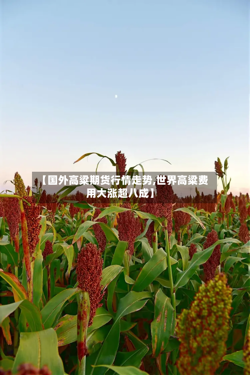 【国外高粱期货行情走势,世界高粱费用大涨超八成】