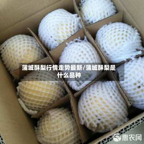 蒲城酥梨行情走势最新/蒲城酥梨是什么品种-第3张图片
