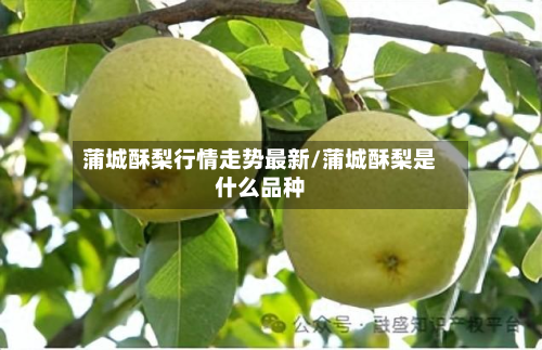 蒲城酥梨行情走势最新/蒲城酥梨是什么品种-第2张图片
