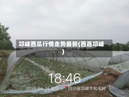 邛崃西瓜行情走势最新(西昌邛崃)-第2张图片