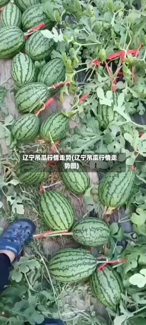 辽宁吊瓜行情走势(辽宁吊瓜行情走势图)