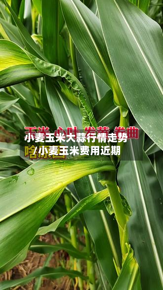 小麦玉米大蒜行情走势/小麦玉米费用近期